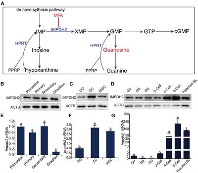 Coordinated Formation of IMPDH2 Cytoophidium in Mouse Oocytes and Granulosa Cells